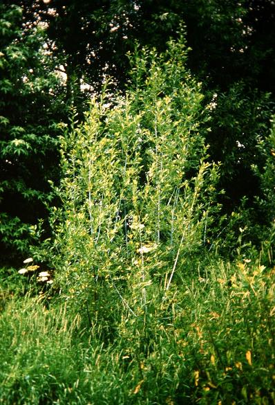 Salix daphnoides 