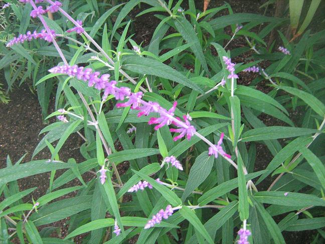 Salvia leucantha 'Midnight' 