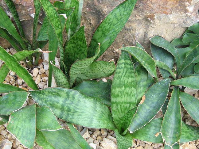 Sansevieria hyacinthoides var latifolia 