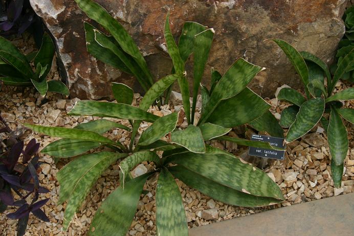 Sansevieria hyacinthoides var latifolia 