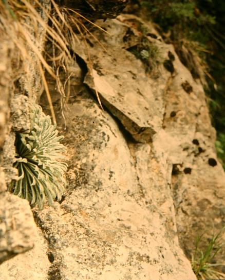 Saxifraga longifolia 