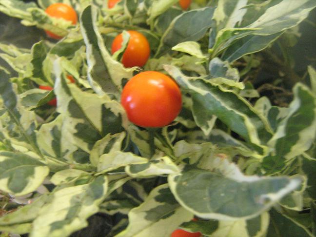 Solanum pseudocapsicum 'Variegated' 