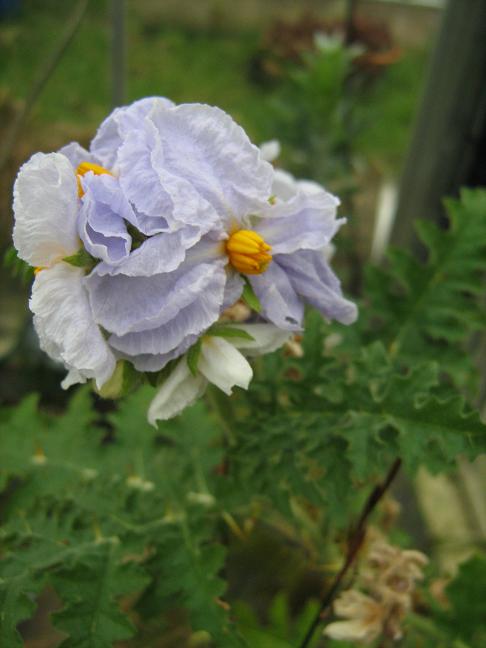 Solanum sisimbriifolium 