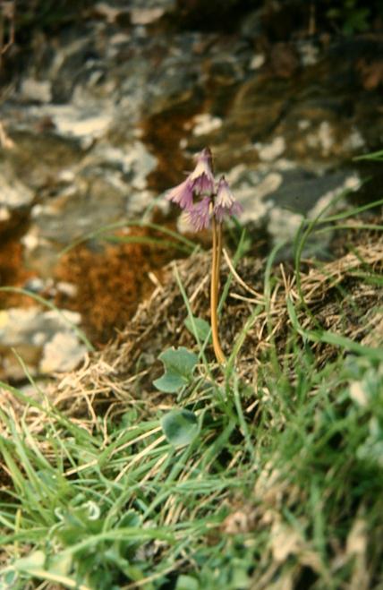 Soldanella alpina 