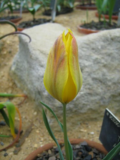 Tulipa altaica 