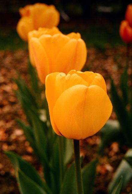 Tulipa 'Beauty of Apeldoorn' 