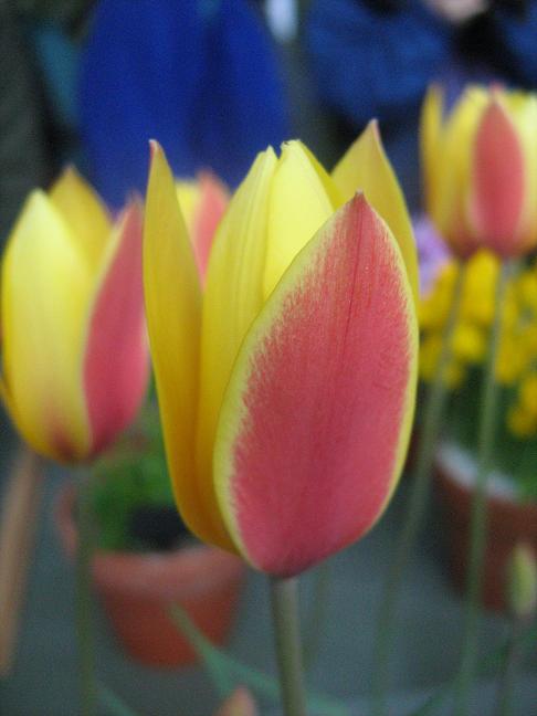 Tulipa clusiana chrysantha 