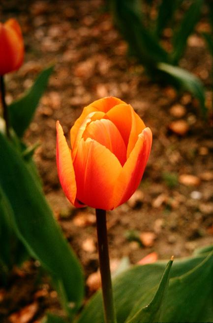 Tulipa 'Dawnglow' 