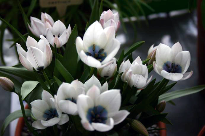 Tulipa humilis 'Alba Oculocaerulea' 