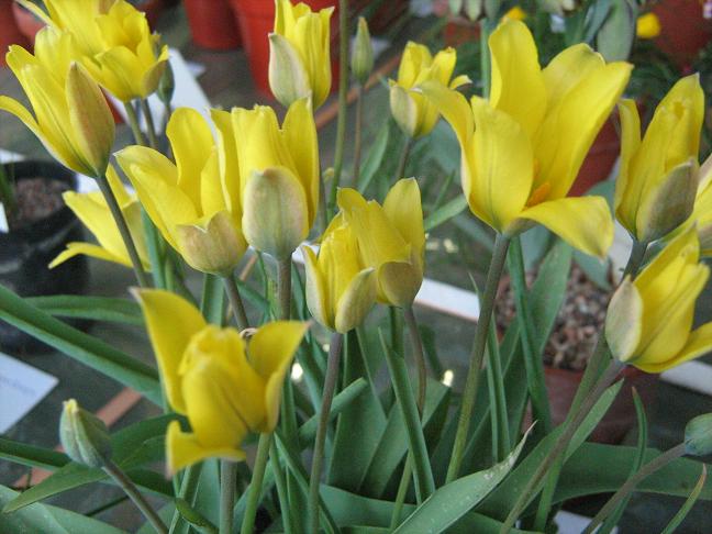 Tulipa ilensis 