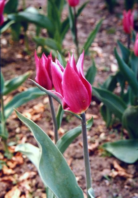Tulipa 'Maytime' 
