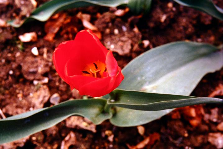Tulipa 'Prince of Austria' 