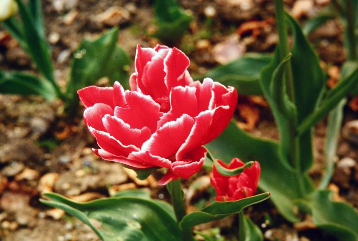 Tulipa 'Willemsoord' 