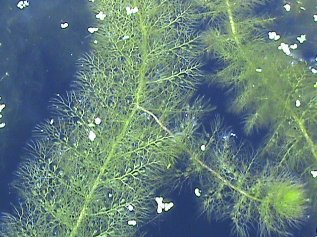 Utricularia macrorhiza 