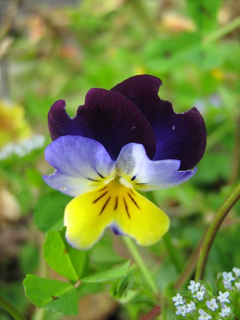 Viola tricolor 