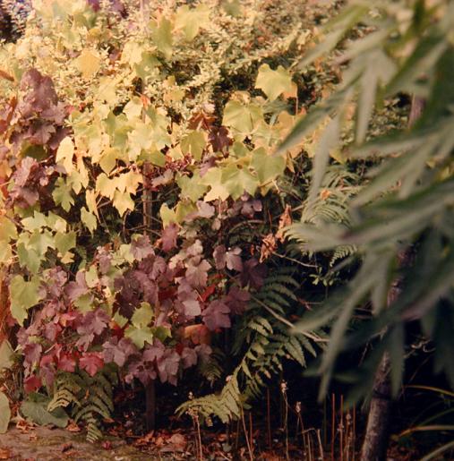 Vitis vinifera 'Purpurea' 