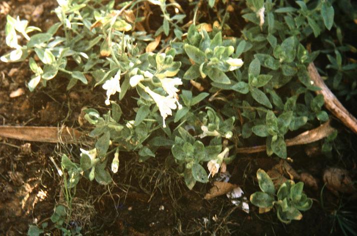 Zauschneria californica 'Alba' 